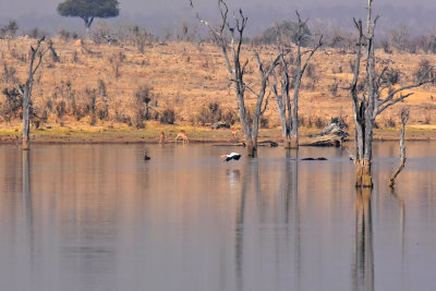 Yellow-billed Stork & Impala