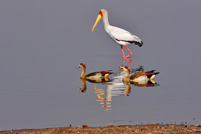 Yellow-billed Stork & Egyptian Geese
