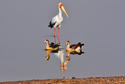 Yellow-billed Stork & Egyptian Geese