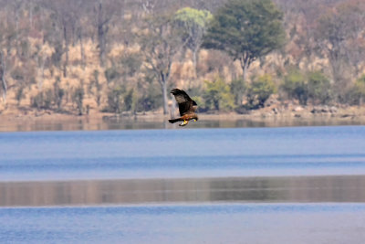 Tawny Eagle with fish catch