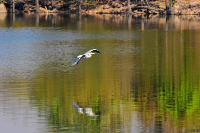 Grey Heron