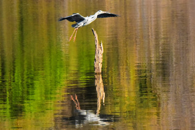 Grey Heron