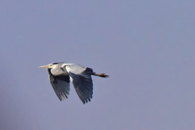 Grey Heron