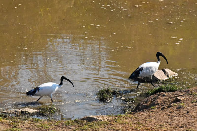 Sacred Ibis