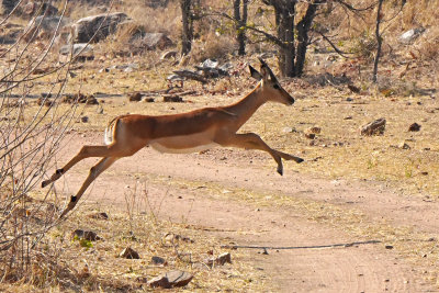 Jumping Impala