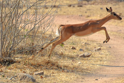 Jumping Impala