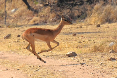 Jumping Impala