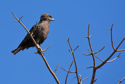 Tawny Eagle