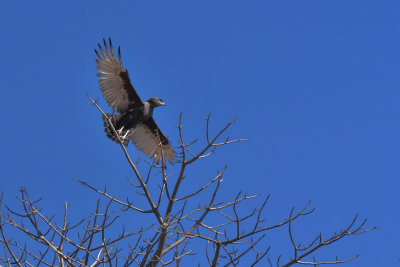 Tawny Eagle