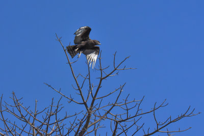 Tawny Eagle