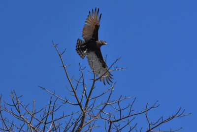 Tawny Eagle