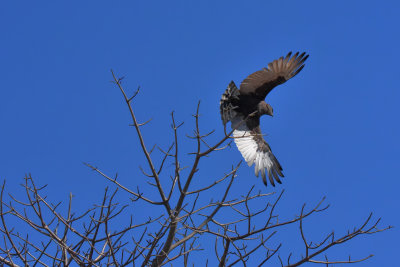 Tawny Eagle