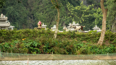 Goats on the Riverside