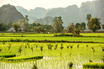 Ninh Binh Rice Paddies