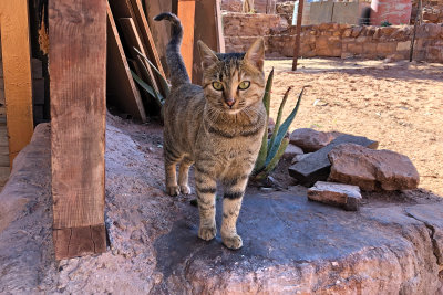 Monastery Resident