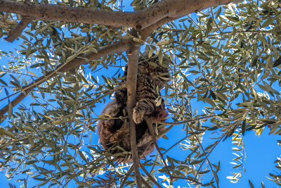 Tree Dweller
