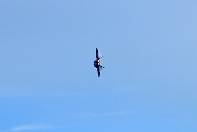 F-22 Raptor