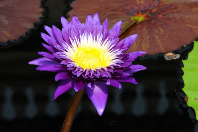 Purple Water Lilly Longwood Gardens Pennsylvania