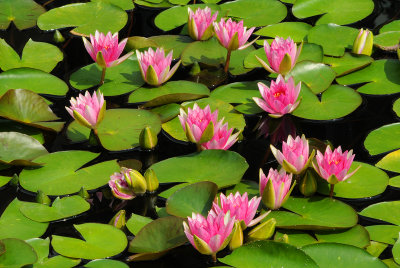 Water Lillies and Lotus