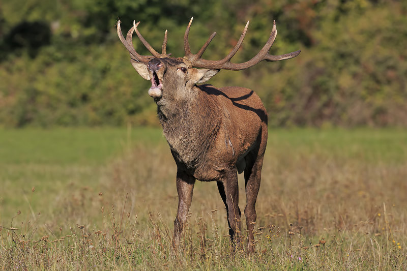 Red Deer