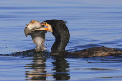 Cormorant with prey