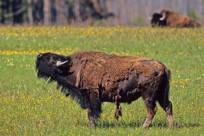 Bison...in love
