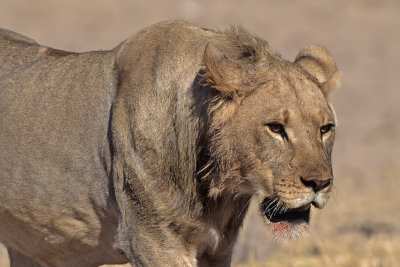 Lion
