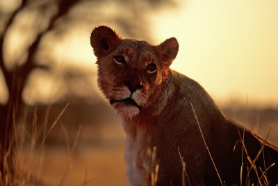 Lioness