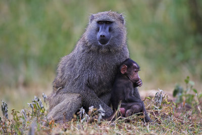 Olive Baboons