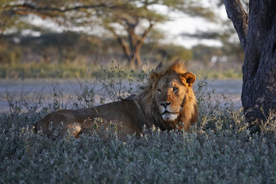 Male lion