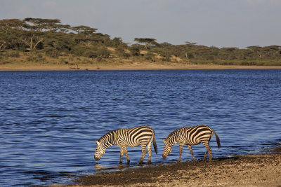 Zebras