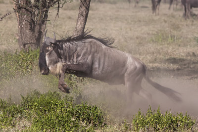 The great migration