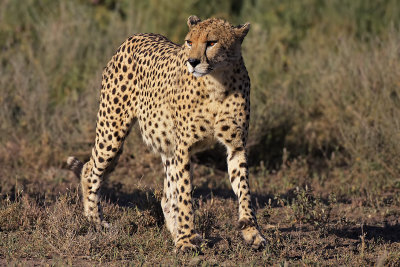 Cheetah