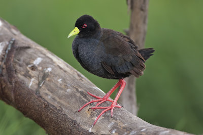 Black Crake