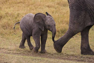 Elephants