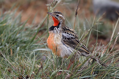 Rosy-breasted Longclaw