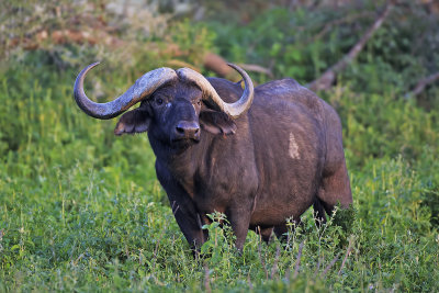 African Buffalo