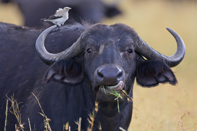 African Buffalo