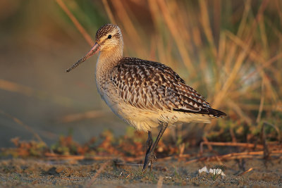 Bar-tailed Godwit