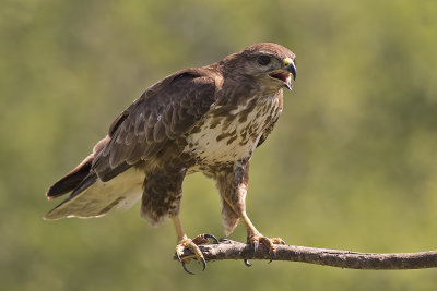 Common Buzzard