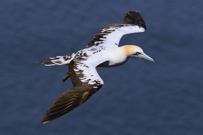 Gannet