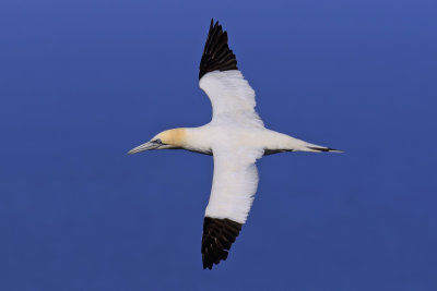 Gannet