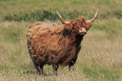 Highland Cattle