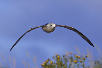 Northern Fulmar