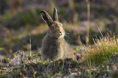 Mountain Hare