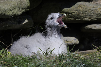 Northern Fulmar chick