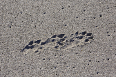 Otter footprints