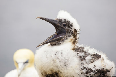 Young Gannet