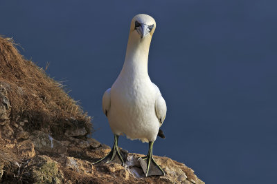 Gannet