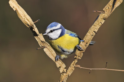 Eurasian Blue Tit